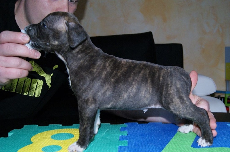 Of Elegant Touch - American Staffordshire Terrier - Portée née le 18/02/2014